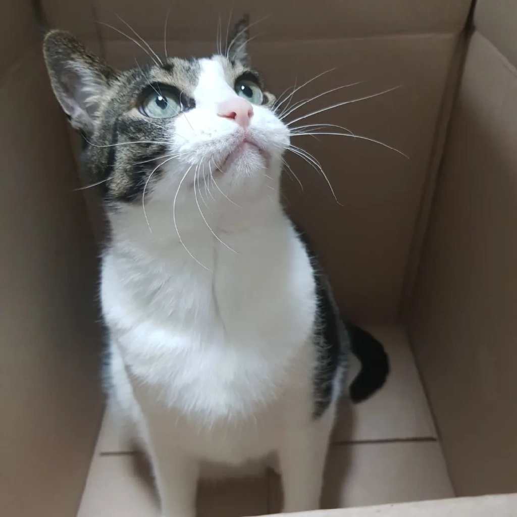 몽키